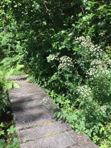 Bridge Over the Stream