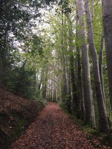 Beech Lined Footpath