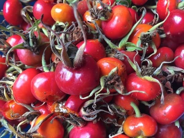 Hedgerow Rosehips