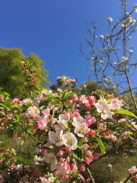 Crab Apple Blossom
