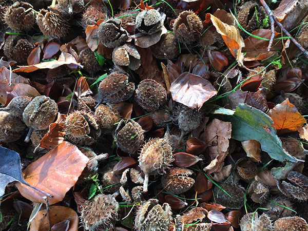 Beech Nuts