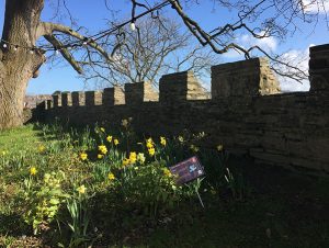 Cardigan Castle Walls