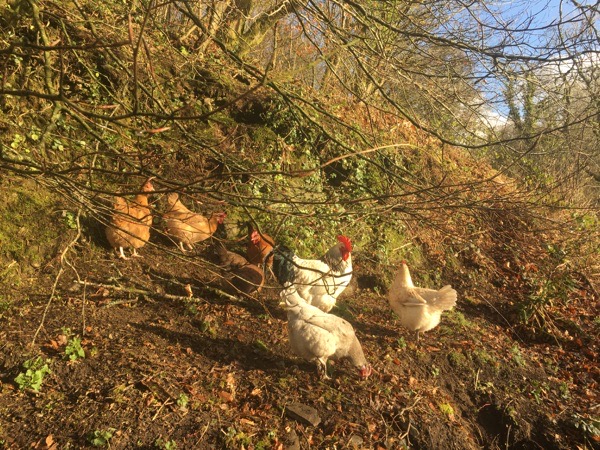 Free Range Chickens