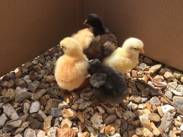 Colourful Chicks
