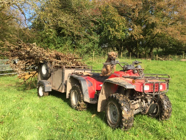 Dog on Quad Bike