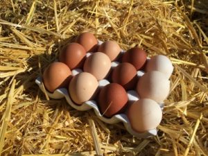 Hen and Duck Eggs