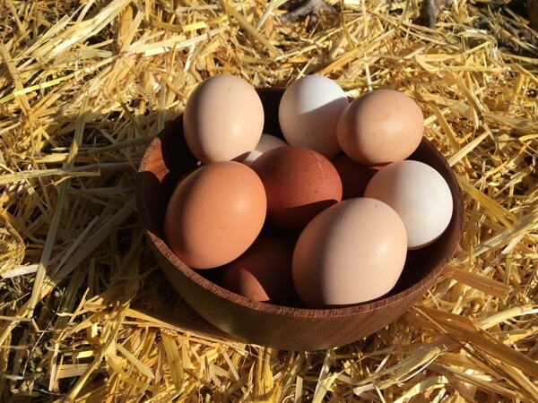 Freshly Laid Eggs