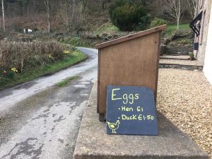 Free Range Eggs