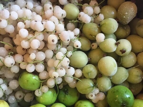 White Currants Gooseberries