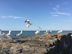 Seagulls