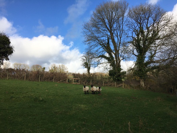Three Sheep