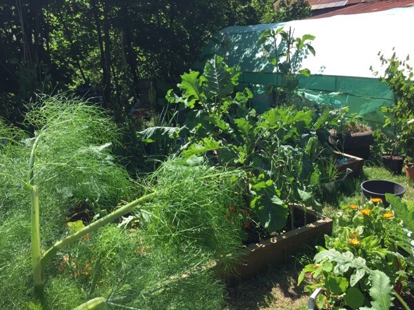 Polyculture in the Veg Patch