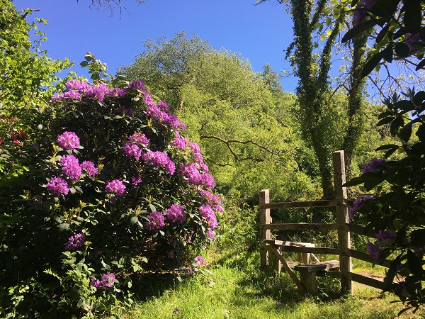 woodland colour