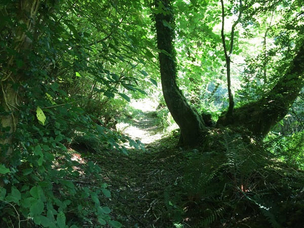 Woodland path