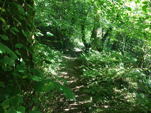 Woodland path