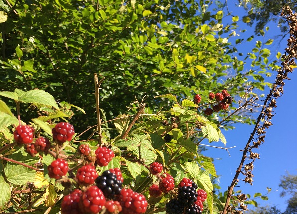 Garden blackberries