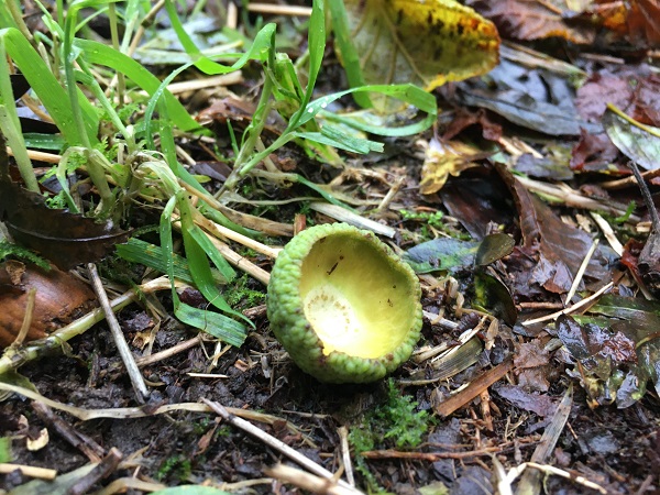 Squirrels had lunch