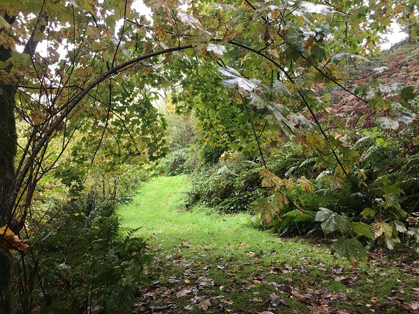 Woodland track