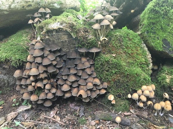 Fungi
