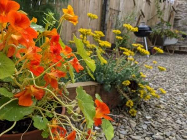 garden 2